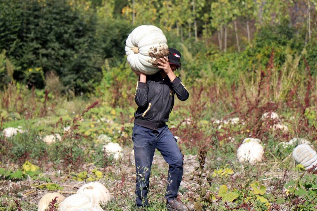 O ilimizde yetişiyor: Almanlar ve İtalyanlar kapış kapış alıyor! Çorba, lokum, marmelat, reçel yapılıyor 5